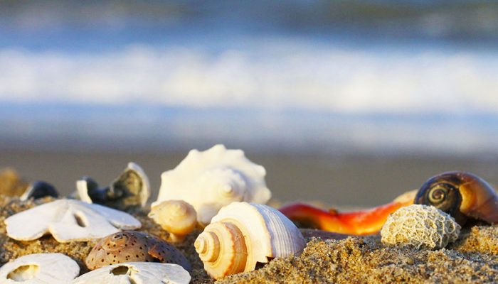 Seashells on South Bethany Beach