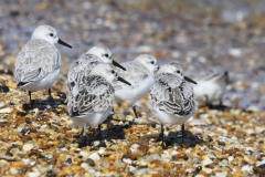 Kaplisnski_sanderlings